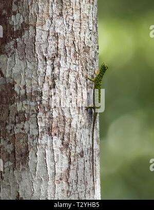 Comune di flying dragon (Draco volans) a tronco di albero, Sepilok Riserva Naturale, Sabah Borneo, Malaysia Foto Stock