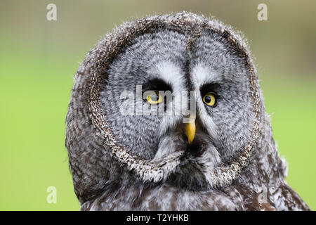 Close up colpo alla testa di un magnifico grande grigio Allocco (Strix nebulosa) contro uno sfondo verde Foto Stock