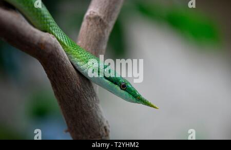 Rhinoceros ratsnake (Gonyosoma boulengeri), Adulto, captive, Germania Foto Stock
