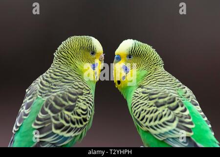Due verdi Budgies (Melopsittacus undulatus) seduto di fronte a ogni altro, captive, Germania Foto Stock