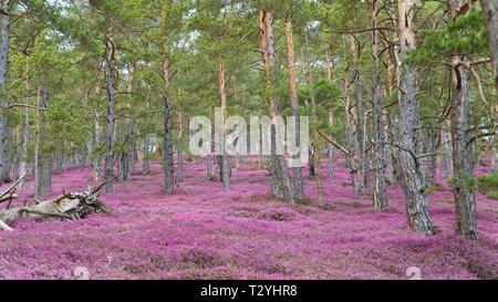 Mare di fiori con la fioritura viola Heather (Calluna vulgaris) nella foresta di pini, Stiria, Austria Foto Stock