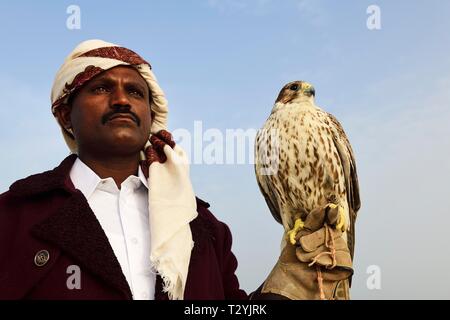 Falconer con la sua Falcon, Mesaieed, Doha, Qatar, in Qatar Foto Stock