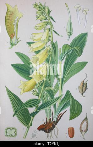 Foxglove giallo (Digitalis grandiflora), Illustrazione storico dal 1885, Germania Foto Stock