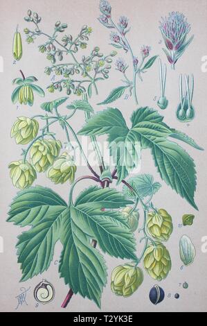 Luppolo (Humulus lupulus), Illustrazione storico dal 1885, Germania Foto Stock