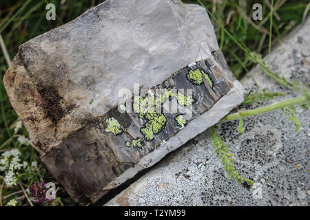 Strati interessanti della pietra con carta lichens, nome latino Rizocarpon geographicum a Ostrovice montagna ridgde (Mali i Ostrovicës) in Albania Foto Stock