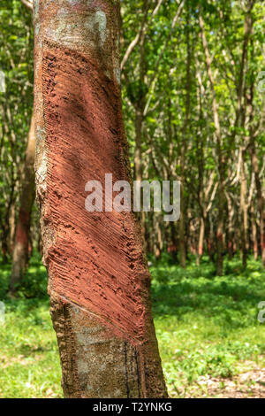 Close up dettaglio toccando in gomma per gomma albero. Foto Stock