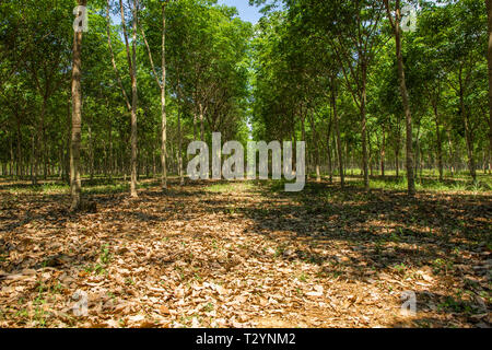 Fila di para gomma albero a sud della Thailandia. Foto Stock