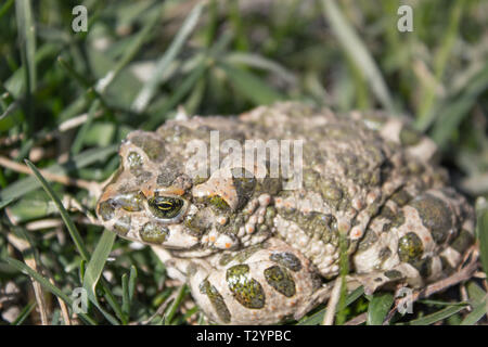 Rana in erba. Una rana verde siede nell'erba. Toad in appoggio la molla sull'erba. Paese rana. Animale. Foto Stock