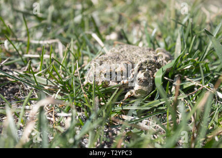 Rana in erba. Una rana verde siede nell'erba. Toad in appoggio la molla sull'erba. Paese rana. Animale. Foto Stock