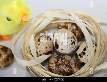 Pulcino giallo nei pressi del nido. Nel nido sono uova di quaglia. Vacanze di Pasqua concetto. Foto Stock