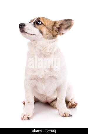 Il cucciolo si siede sulle sue zampe posteriori e guarda a sinistra. Poster per negozi per animali. Isolato su uno sfondo bianco Foto Stock