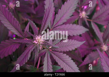 Le piante di marijuana (cannabis indica sativa ibridi) pistilli di visualizzazione al centro delle foglie della ventola. Questi "peli" si svilupperà in gemme come la crescita di erbacce. Foto Stock