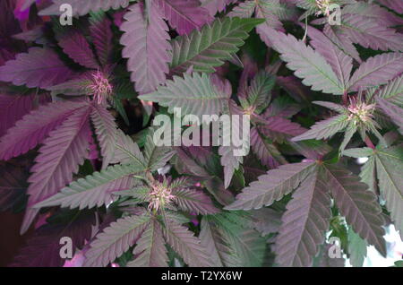 Le piante di marijuana (cannabis sativa indica ibridi) display bud crescita come i pistilli vengono visualizzati al centro della pianta di erbaccia di foglie della ventola durante la fioritura. Foto Stock