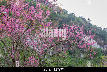 Prunus Cerasoides o fiore di ciliegio o Sakura Fiore di Phu Chi fa Forest Park con la montagna. Fiore di Ciliegio o sakura fiore di montagna a Phu Chi F Foto Stock