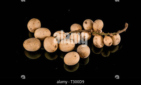 Lansium parasiticum o Duku è un tipo di frutta da membri della tribù Meliaceae. proveniente da western Southeast Asia somiglianze con langsat Foto Stock