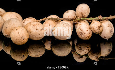 Lansium parasiticum o Duku è un tipo di frutta da membri della tribù Meliaceae. proveniente da western Southeast Asia somiglianze con langsat Foto Stock