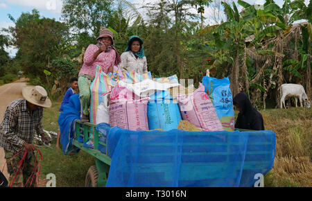 Battambang, Cambogia. 10-12-2018. Una famiglia di Khmer il caricamento del raccolto di riso su un rimorchio in Cambogia rurale. Foto Stock