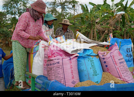 Battambang, Cambogia. 10-12-2018. Il raccolto di riso viene caricata su un rimorchio. Foto Stock