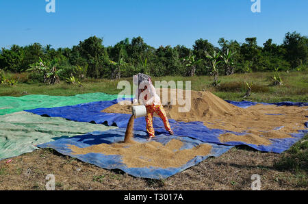 Battambang, Cambogia. 10-12-2018. Stendere il nuovo raccolto di riso ad asciugare al sole. Foto Stock