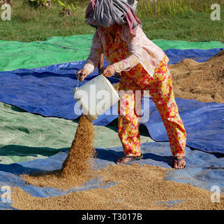 Battambang, Cambogia. 10-12-2018. Stendere il nuovo raccolto di riso ad asciugare al sole. Foto Stock