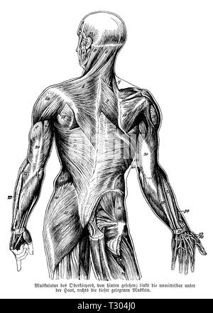 Umano: la muscolatura del corpo superiore, anonym Foto Stock
