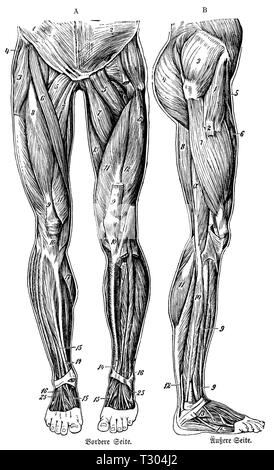 Umano: muscoli del corpo inferiore, di lato e di fronte, anonym Foto Stock