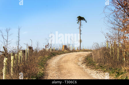 Decorate ultimo albero in piedi a causa della deforestazione il concetto di protezione ambientale Foto Stock