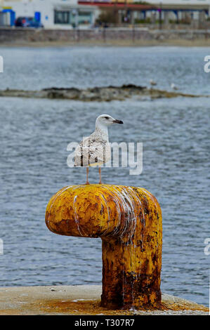 Gli uccelli di mare in piedi su giallo arrugginito bollard spiovente. Immagine di stock. Foto Stock