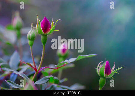 Crimson boccioli di rosa in primavera. Immagine di stock Foto Stock