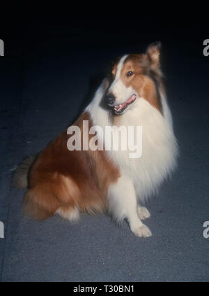 BEL-AIR, CA - 14 Marzo: Lassie assiste Tina Brown ospita 'New Yorker va al cinema" il 14 marzo 1994 all'Hotel Bel-Air a Bel-Air, California. Foto di Barry re/Alamy Stock Photo Foto Stock