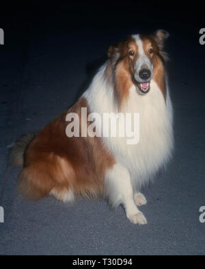 BEL-AIR, CA - 14 Marzo: Lassie assiste Tina Brown ospita 'New Yorker va al cinema" il 14 marzo 1994 all'Hotel Bel-Air a Bel-Air, California. Foto di Barry re/Alamy Stock Photo Foto Stock