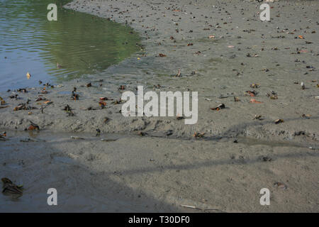 Mudskipper pesce al Porto Memancing Kampung Sungai Danga, Iskandar Puteri, Johor, Malesia Foto Stock