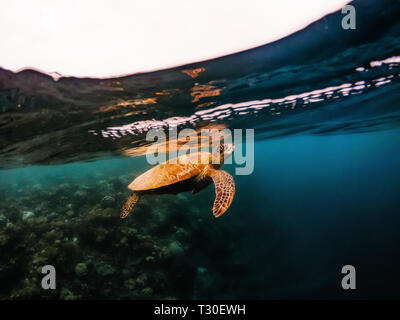 Grande tartaruga di mare sottomarino galleggiante in prossimità della superficie di acqua sulla barriera corallina, Moalboal, isole di Cebu, Filippine Foto Stock