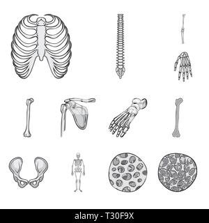Nervatura,colonna vertebrale,GINOCCHIO,polso,femore,piedi,hip,apparato muscoloscheletrico,fibre,l'osteoporosi,gabbia,chiropratica,congiunto,mano,rotto,bacino,caviglia,ossea scientifico,,sano,cell,sterno,corpo,la chirurgia,la salute,gamba,flatfoot,l'allineamento,TENDINE,biology,medical,osso,skeleton,anatomia umana,,organi,medicina clinica,,impostare,vettore,icona,immagine,isolato,raccolta,design,l'elemento,graphic,segno,mono,grigio vettori vettore , Illustrazione Vettoriale