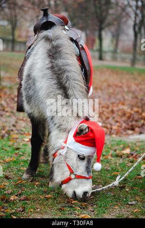 Pony a Babbo Natale rosso di coppa, piccolo cavallo vestiti come cavallo di Natale. Foto Stock