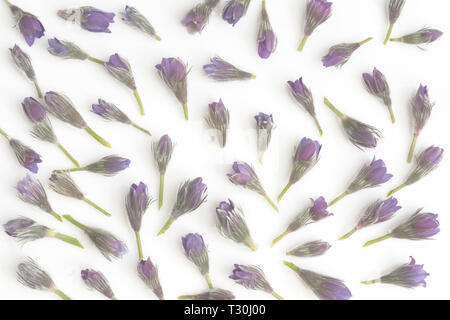 Modello di fiori di primavera viola fiori selvatici. Pulsatilla patens o Anemone patens su sfondo bianco Foto Stock