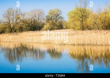 Un reed letto su uno dei laghi a Cotswold Water Park. Foto Stock