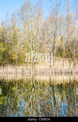 Alberi riflessa in uno dei laghi a Cotswold Water Park. Foto Stock