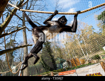 Decin, Repubblica Ceca. 05 apr, 2019. Il ragno messicano di scimmia (Ateles geoffroyi vellerosus) è visto in un nuovo involucro esterno in Decin Zoo, Repubblica Ceca, il 5 aprile 2019. Credito: Ondrej Hajek/CTK foto/Alamy Live News Foto Stock