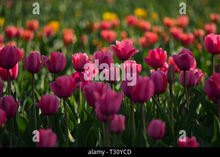 3 aprile 2019 - Bambini e adulti a piedi attraverso i colorati e profumati fiori di tulipani a Indira Gandhi Memorial Tulip Garden a Srinagar, in indiano Kashmir amministrato il 3 aprile 2019. Il giardino, che si trova sulle colline pedemontane del Zabarwan gamma, è costruito su un terreno in pendenza di 7 terrazze e si sviluppa su una superficie di circa 30 ettari, affacciato sullo splendido dal lago. Si è ritenuto in Asia il più grande giardino di tulipani, ed è la casa di 46 varietà di tulipani, che coprono le aree principali dello spazio, ma anche per altre specie di fiori. Il giardino è stato costruito in 2 Foto Stock