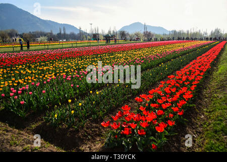 3 aprile 2019 - Bambini e adulti a piedi attraverso i colorati e profumati fiori di tulipani a Indira Gandhi Memorial Tulip Garden a Srinagar, in indiano Kashmir amministrato il 3 aprile 2019. Il giardino, che si trova sulle colline pedemontane del Zabarwan gamma, è costruito su un terreno in pendenza di 7 terrazze e si sviluppa su una superficie di circa 30 ettari, affacciato sullo splendido dal lago. Si è ritenuto in Asia il più grande giardino di tulipani, ed è la casa di 46 varietà di tulipani, che coprono le aree principali dello spazio, ma anche per altre specie di fiori. Il giardino è stato costruito in 2 Foto Stock