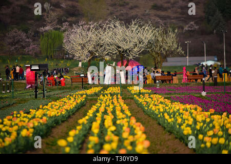 3 aprile 2019 - Bambini e adulti a piedi attraverso i colorati e profumati fiori di tulipani a Indira Gandhi Memorial Tulip Garden a Srinagar, in indiano Kashmir amministrato il 3 aprile 2019. Il giardino, che si trova sulle colline pedemontane del Zabarwan gamma, è costruito su un terreno in pendenza di 7 terrazze e si sviluppa su una superficie di circa 30 ettari, affacciato sullo splendido dal lago. Si è ritenuto in Asia il più grande giardino di tulipani, ed è la casa di 46 varietà di tulipani, che coprono le aree principali dello spazio, ma anche per altre specie di fiori. Il giardino è stato costruito in 2 Foto Stock