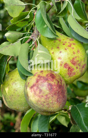 Pear Tree malattia su foglie e frutti vicino. Protezione del giardino contro il fungo Foto Stock