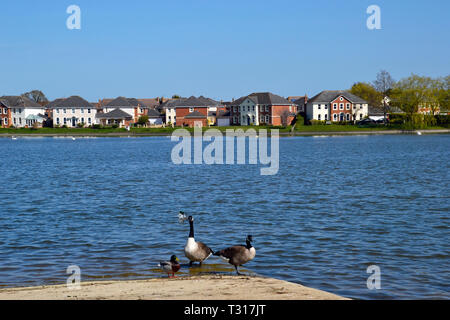 Oche del Canada sul waterside a Watermead, Aylesbury, Buckinghamshire, UK Foto Stock