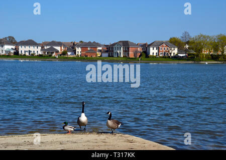 Oche del Canada sul waterside a Watermead, Aylesbury, Buckinghamshire, UK Foto Stock