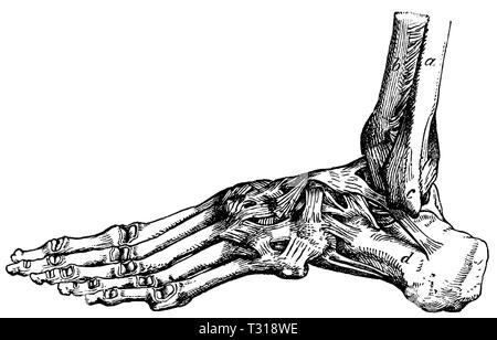 Umano: legamenti del piede. una fibula, b. tibia, c caviglia esterna, d osso, anonym Foto Stock