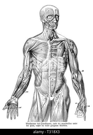 Umano: la muscolatura del corpo superiore, anonym Foto Stock