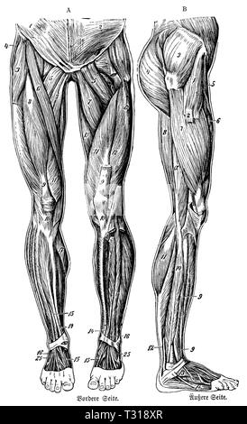 Umano: muscoli del corpo inferiore, di lato e di fronte, anonym Foto Stock