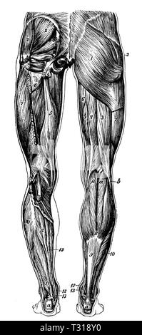 Gli esseri umani: la muscolatura del corpo inferiore, da dietro, anonym Foto Stock