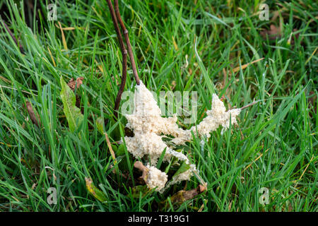 Stampo di fango (Mucilago crustacea) Surrey, Regno Unito Foto Stock